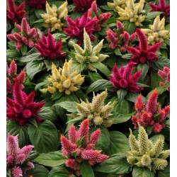 Seminte CELOSIA spicata Kosmo Mix - Creasta cocosului