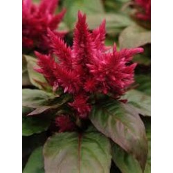 Seminte CELOSIA spicata Kosmo Purple Red - Creasta cocosului