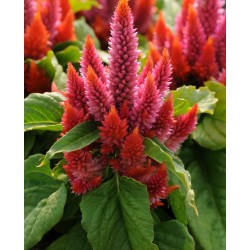 Seminte CELOSIA spicata Kosmo Salmon - Creasta cocosului