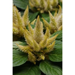 Seminte CELOSIA spicata Kosmo Yellow - Creasta cocosului
