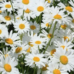 Seminte CHRYSANTHEMUM leucanthemum Silver Princess - Margarete