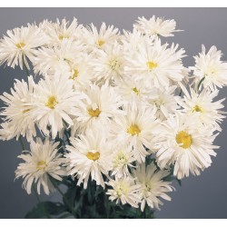 Seminte CHRYSANTHEMUM leucanthemum  superbum Crazy Daisy - Margarete batute