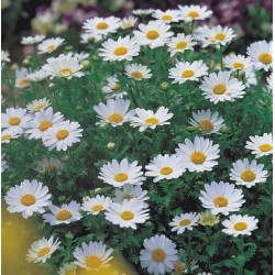 Seminte CHRYSANTHEMUM paludosum Snowland - Margareta pitica
