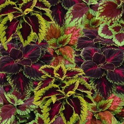 Seminte COLEUS blumei KONG Mix Empire - Urzicuta