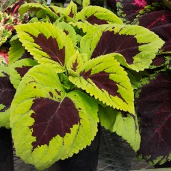 Seminte COLEUS blumei KONG Lime Sprite - Urzicuta