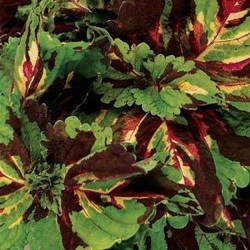 Seminte COLEUS blumei KONG Mosaic - Urzicuta