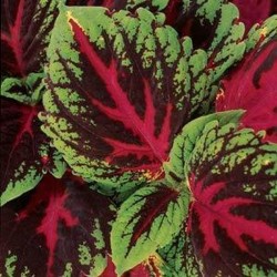 Seminte COLEUS blumei KONG Red - Urzicuta