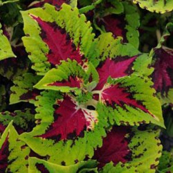 Seminte COLEUS blumei KONG Rose - Urzicuta