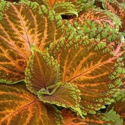 Seminte COLEUS blumei KONG Salmon Pink - Urzicuta