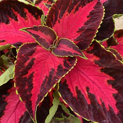 Seminte COLEUS blumei PREMIUM SUN Chocolate Covered Cherry - Urzicuta