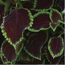 Seminte COLEUS blumei PREMIUM SUN Chocolate Mint - Urzicuta