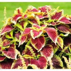 Seminte COLEUS blumei PREMIUM SUN Crimson Gold - Urzicuta
