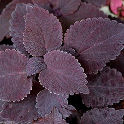 Seminte COLEUS blumei PREMIUM SUN Chocolate Dark - Urzicuta
