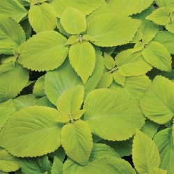 Seminte COLEUS blumei PREMIUM SUN Lime Delight - Urzicuta