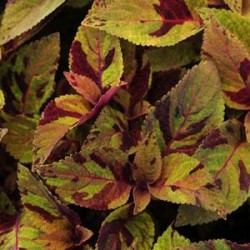 Seminte COLEUS blumei PREMIUM SUN Mighty Mosaic - Urzicuta