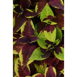 Seminte COLEUS blumei PREMIUM SUN Pineapple Surprise - Urzicuta