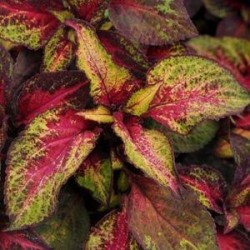 Seminte COLEUS blumei PREMIUM SUN Rose Lime Magic - Urzicuta