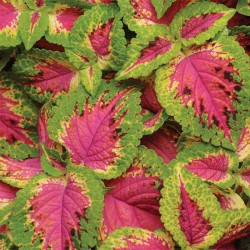 Seminte COLEUS blumei PREMIUM SUN Watermelon - Urzicuta