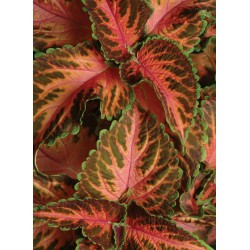 Seminte COLEUS blumei WIZARD Coral Sunrise - Urzicuta