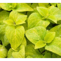 Seminte COLEUS blumei WIZARD Golden - Urzicuta