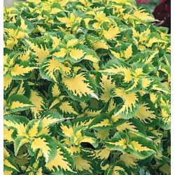 Seminte COLEUS blumei WIZARD Jade - Urzicuta