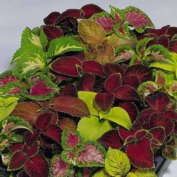 Seminte COLEUS blumei WIZARD Mix - Urzicuta