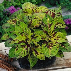 Seminte COLEUS blumei WIZARD Mosaic - Urzicuta
