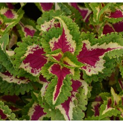 Seminte COLEUS blumei WIZARD Rose - Urzicuta