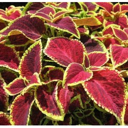 Seminte COLEUS blumei WIZARD Scarlet - Urzicuta