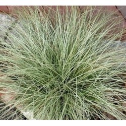 Seminte g CAREX Amazon Mist -Iarba decorativa