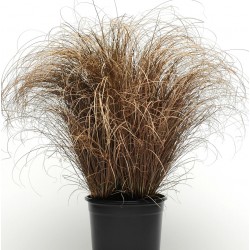 Seminte g CAREX Bronco -Iarba decorativa