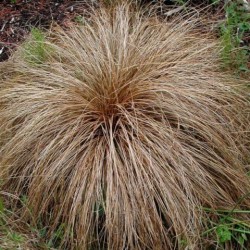 Seminte g CAREX comans Zora -Iarba decorativa