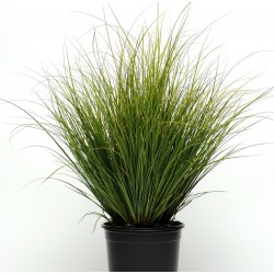 Seminte g CAREX Phoenix Green -Iarba decorativa
