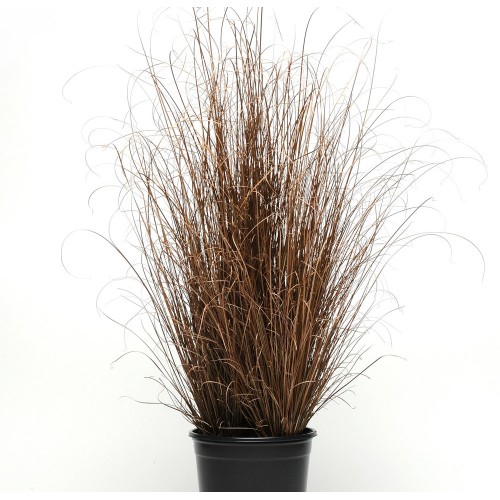 Seminte g CAREX Red Rooster -Iarba decorativa