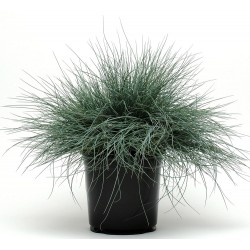 Seminte g FESTUCA Festina -Iarba decorativa
