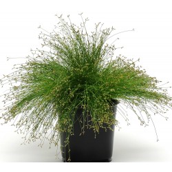 Seminte g ISOLEPSIS Live Wire -Iarba decorativa
