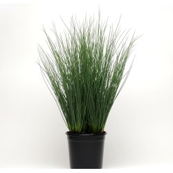 Seminte g JUNCUS Blue Arrows -Iarba decorativa