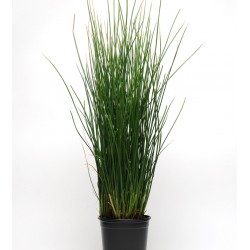 Seminte g JUNCUS Javelin -Iarba decorativa