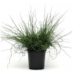 Seminte g JUNCUS Twister (Spiralis) -Iarba decorativa