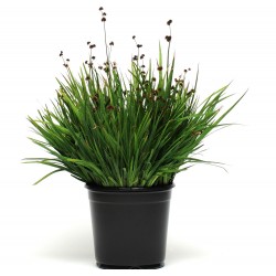 Seminte g JUNCUS Starhead -Iarba decorativa