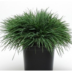 Seminte g KOELERIA Coolio -Iarba decorativa