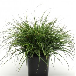 Seminte g LUZULA Lucius -Iarba decorativa