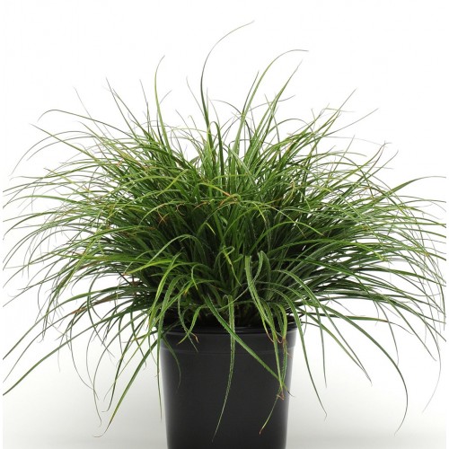 Seminte g LUZULA Lucius -Iarba decorativa