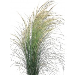 Seminte g NASSELLA tenuissima Pony Tails - Iarba decorativa
