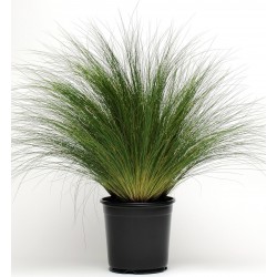 Seminte g STIPA Pony Tails -Iarba decorativa