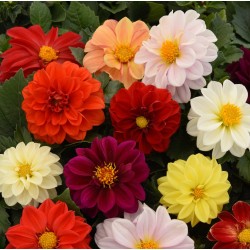 Seminte DAHLIA variabilis FIGARO Mix - Dalia, Gherghine