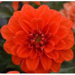 Seminte DAHLIA variabilis FIGARO Orange Shades - Dalia, Gherghine