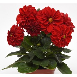 Seminte DAHLIA variabilis FIGARO Red Shades - Dalia, Gherghine
