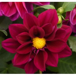 Seminte DAHLIA variabilis FIGARO Violet Shades - Dalia, Gherghine