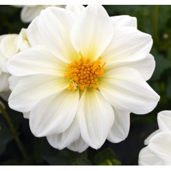 Seminte DAHLIA variabilis FIGARO White - Dalia, Gherghine